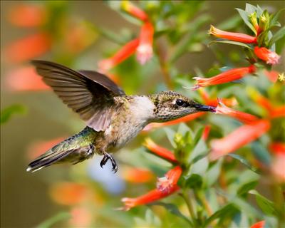 Ruby-throated Hummingbird